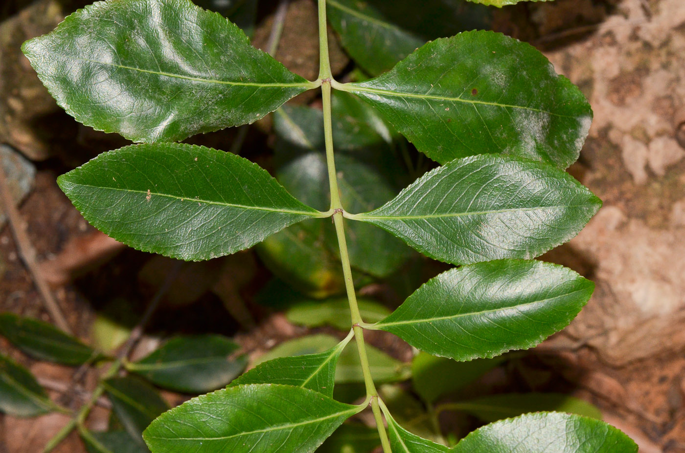 Изображение особи Catha edulis.