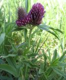 Trifolium alpestre. Верхушка аномально цветущего растения (два сросшихся соцветия). Белгородская обл., Губкинский р-н, запов. \"Белогорье\" \"Ямская степь\". 13 июня 2009 г.