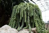 Sedum morganianum