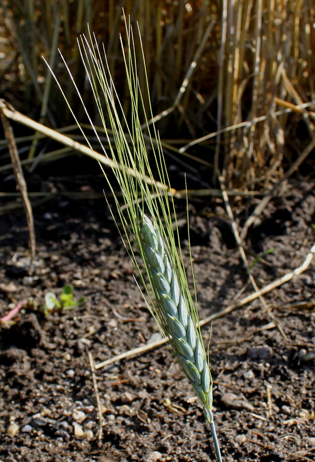 Изображение особи Triticum dicoccum.