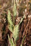 Achillea filipendulina