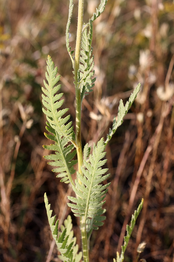 Image of Achillea filipendulina specimen.
