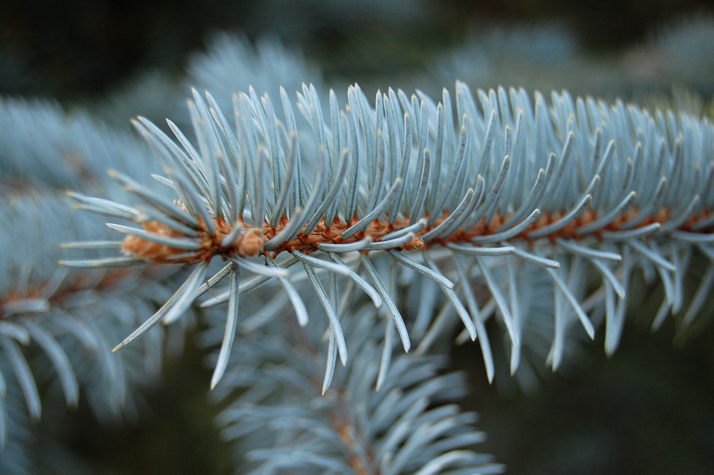 Image of Picea pungens f. glauca specimen.