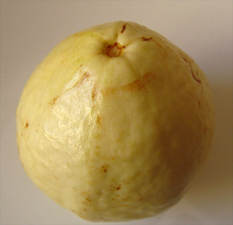 Image of Psidium guajava specimen.