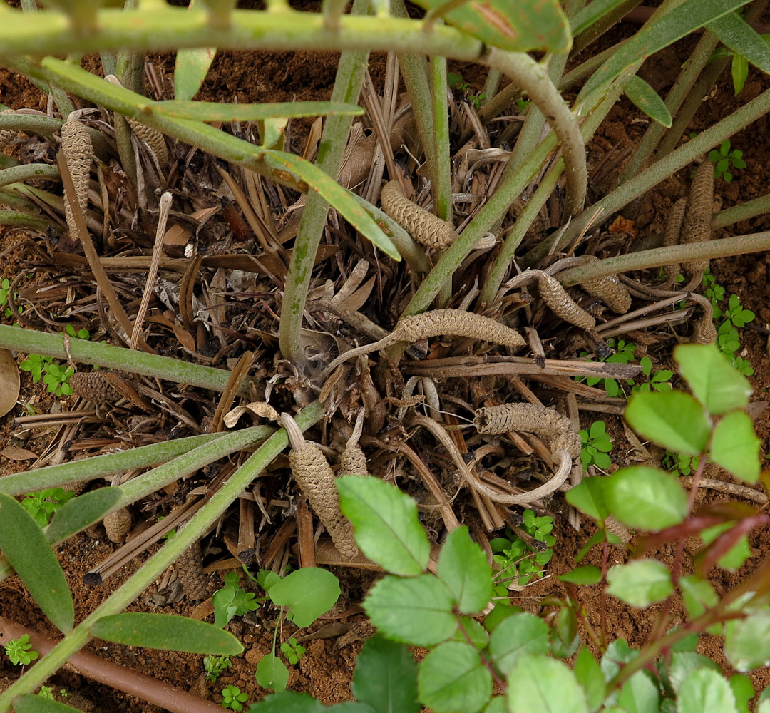 Image of Zamia furfuracea specimen.