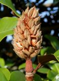 Magnolia grandiflora