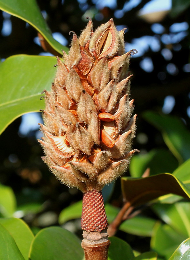 Изображение особи Magnolia grandiflora.