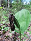 Cypripedium calceolus