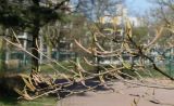 Viburnum lentago. Ветка с развивающимися побегами. Германия, г. Дюссельдорф, Ботанический сад университета. 10.03.2014.