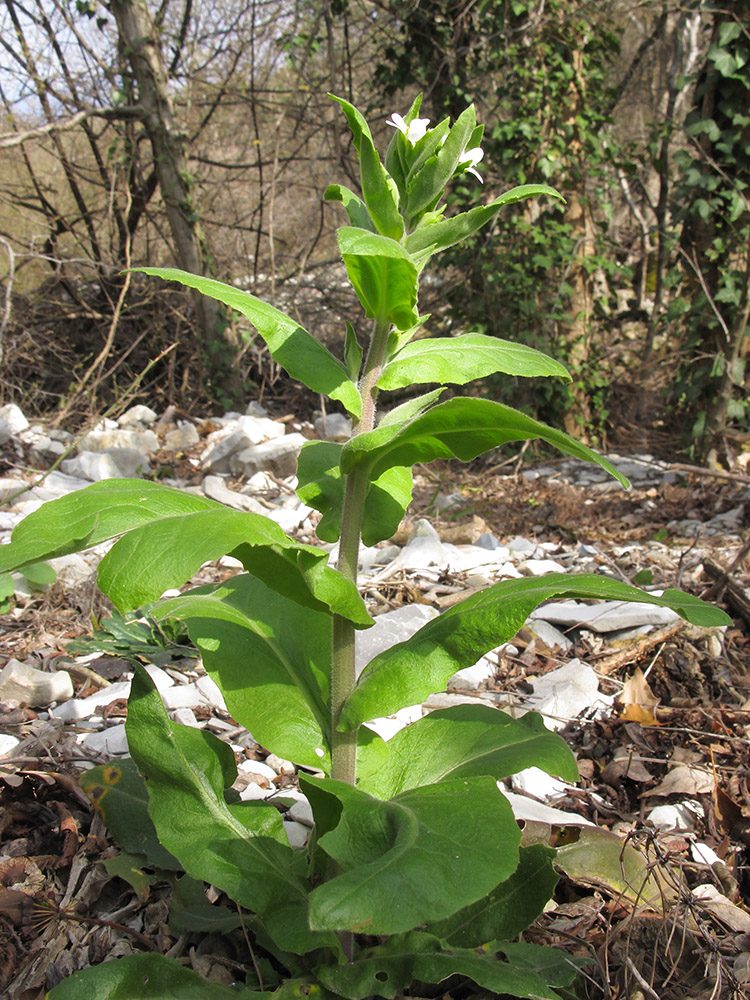 Изображение особи Arabis turrita.