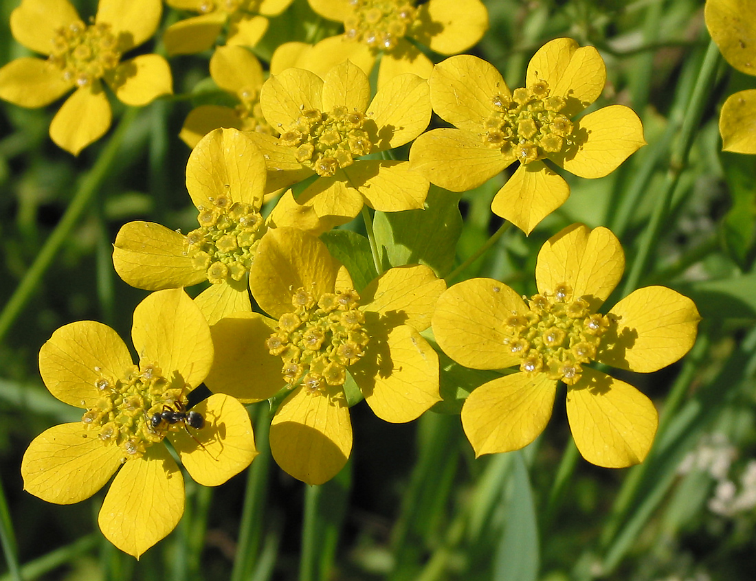 Image of Bupleurum multinerve specimen.