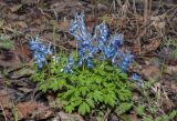 Corydalis variety pectinata