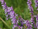 Vicia tenuifolia. Часть соцветия и подлетающая пчела медоносная (Apis mellifera L.). Восточный Казахстан, г. Усть-Каменогорск, сопки на левом берегу р. Иртыш. 10.06.3013.