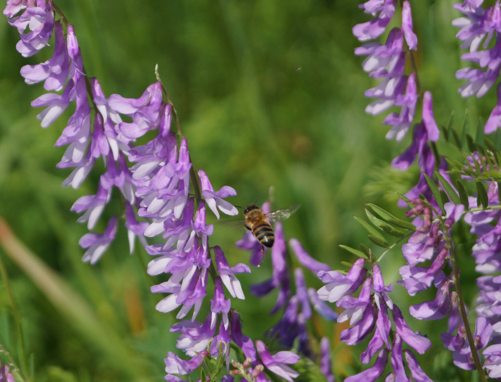 Image of Vicia tenuifolia specimen.