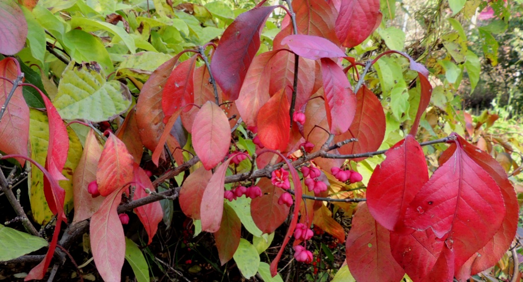 Изображение особи Euonymus sieboldianus.