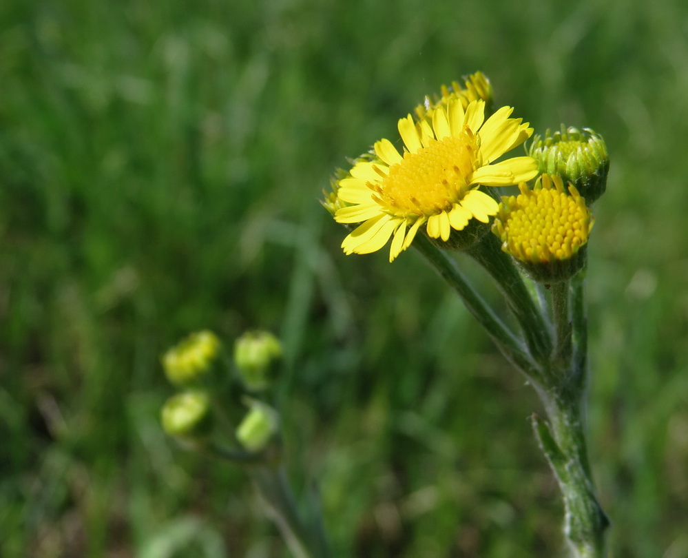 Изображение особи Tephroseris integrifolia.