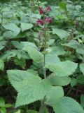 Stachys sylvatica