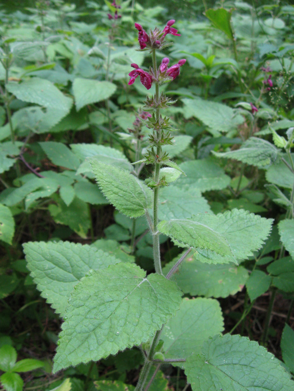 Изображение особи Stachys sylvatica.