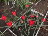 Tulipa florenskyi