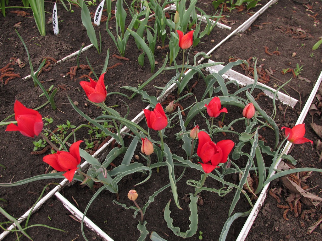 Image of Tulipa florenskyi specimen.