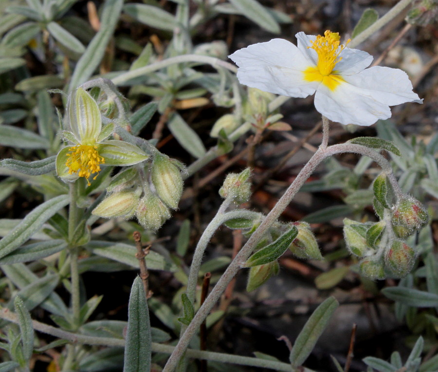 Image of Helianthemum apenninum specimen.