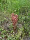 Orobanche alba