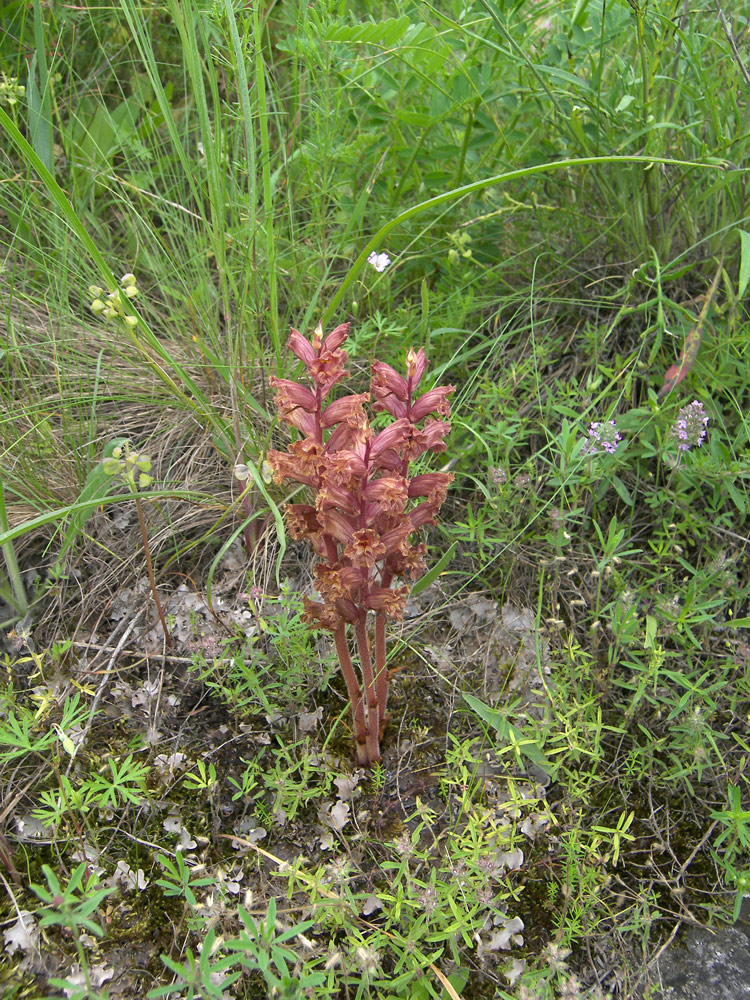 Image of Orobanche alba specimen.