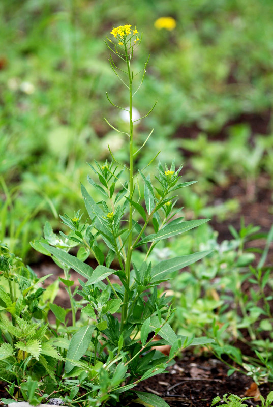 Image of Erysimum cheiranthoides specimen.