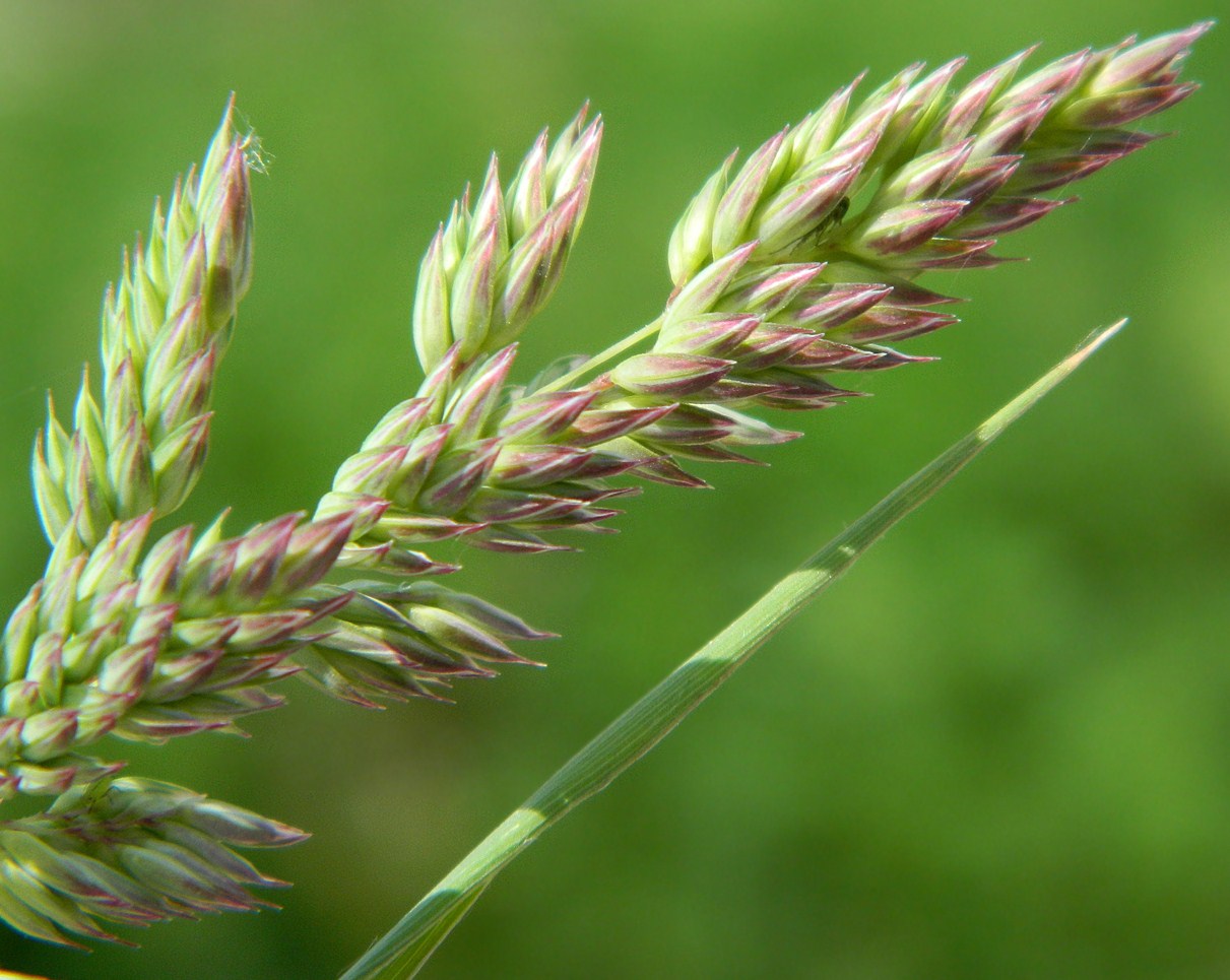 Изображение особи Phalaroides arundinacea.