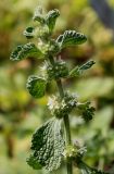 Marrubium vulgare. Верхняя часть побега с соцветиями. Германия, г. Дюссельдорф, Ботанический сад университета. 02.06.2014.