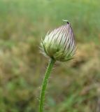 Cephalaria transsylvanica