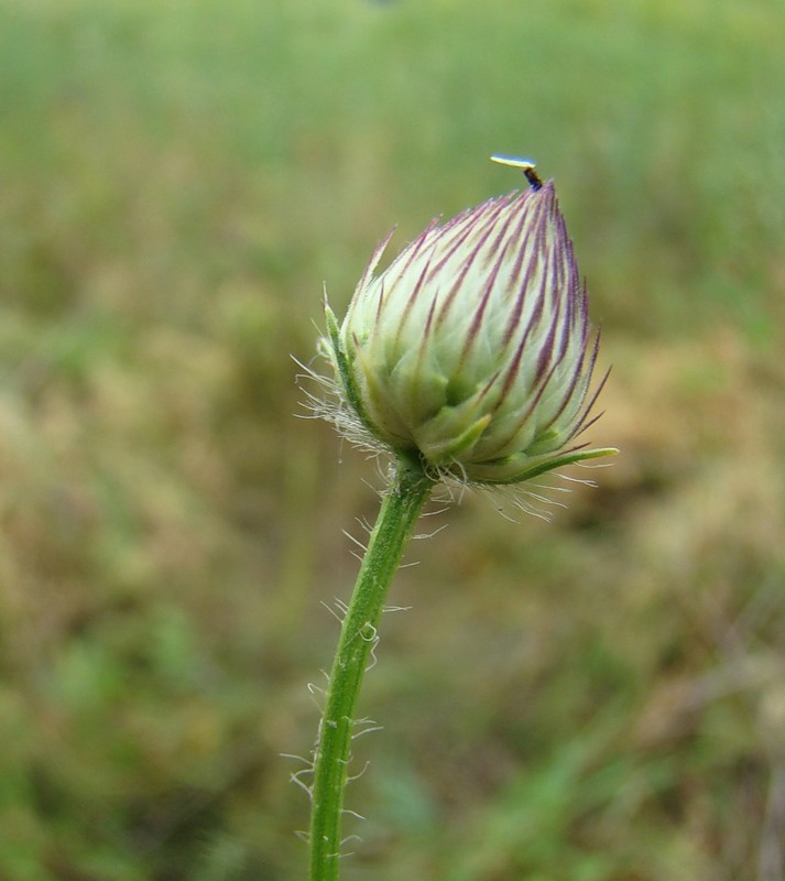 Image of Cephalaria transsylvanica specimen.