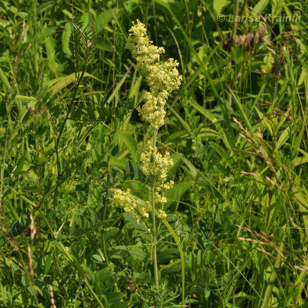 Изображение особи род Galium.