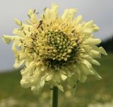 Cephalaria gigantea. Соцветие с сидящим насекомым. Адыгея, Лагонаки, Глубокая балка, обочина грунтовой дороги, 1680 м н.у.м. 12.07.2014.