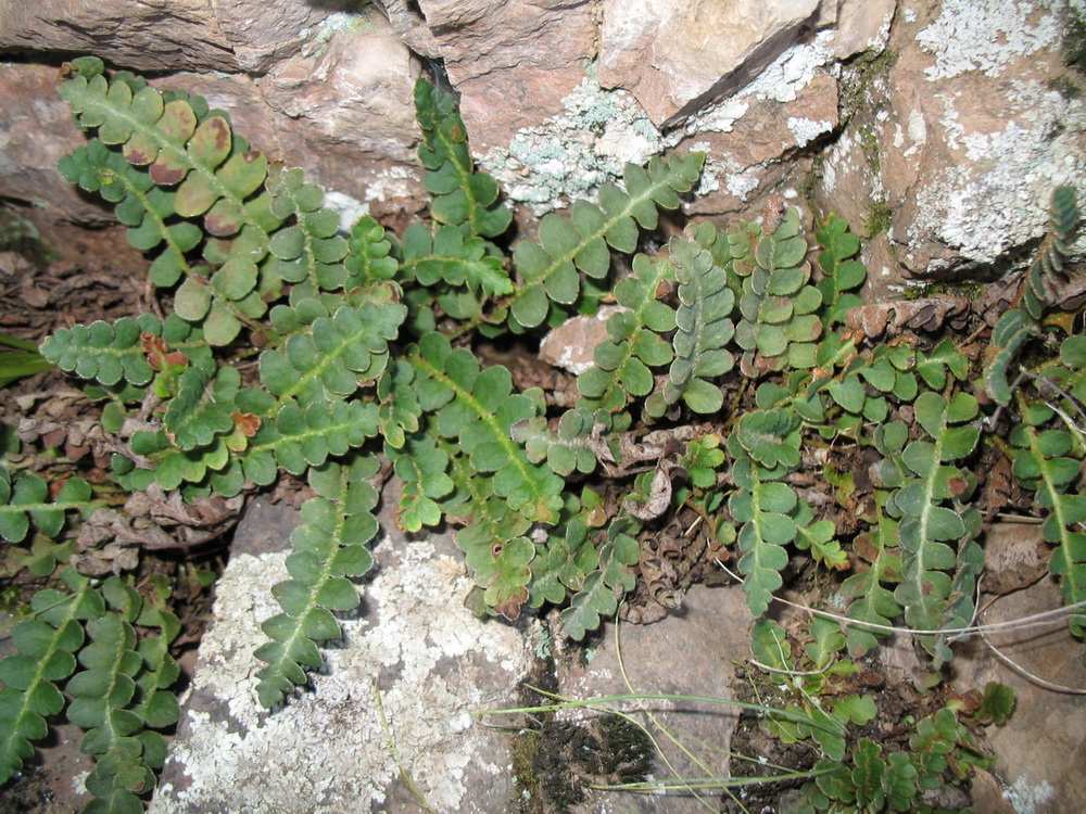 Image of Ceterach officinarum specimen.