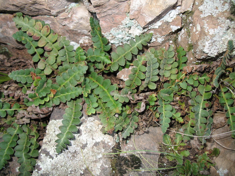 Изображение особи Ceterach officinarum.