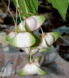 Euonymus latifolius