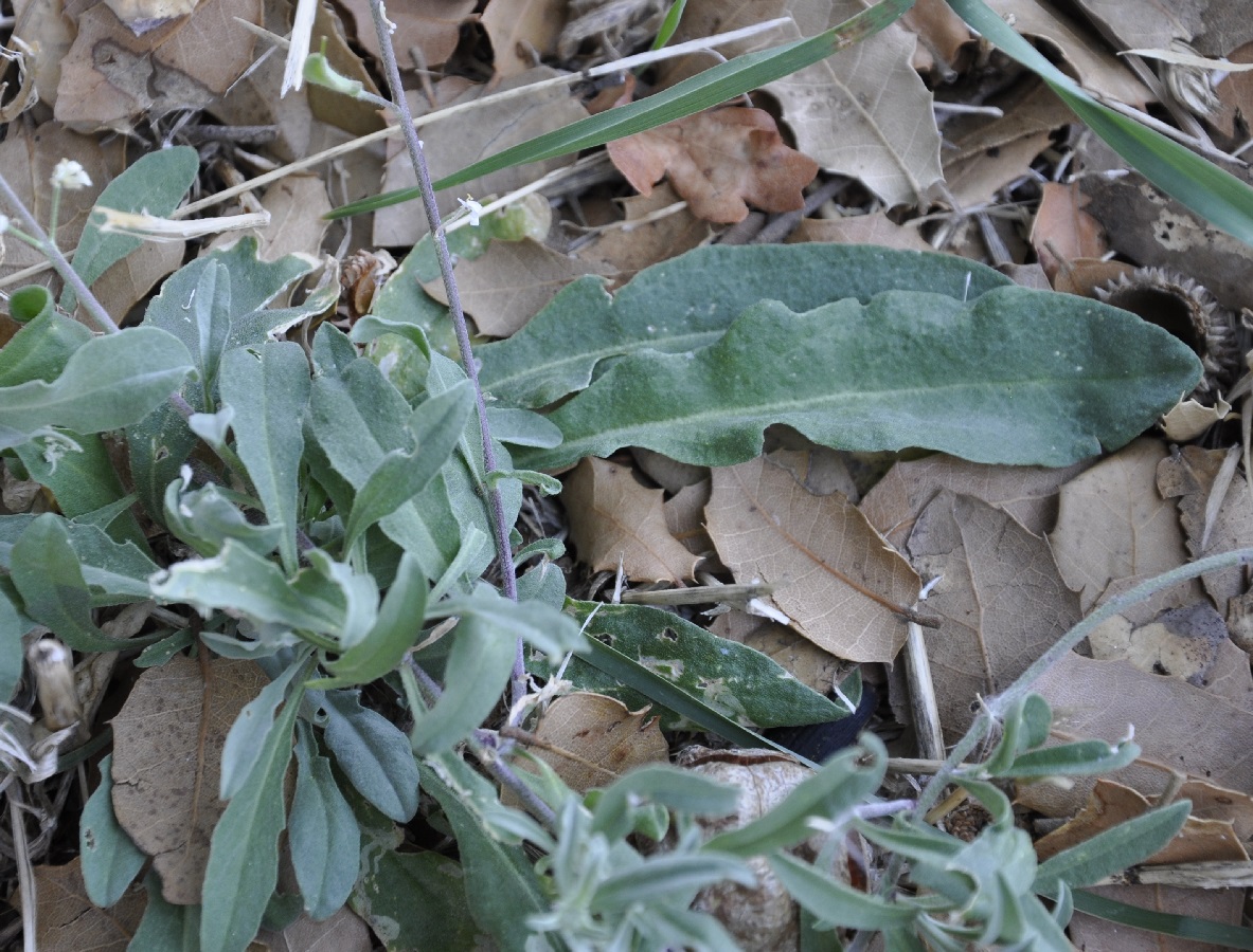 Image of Berteroa obliqua specimen.