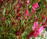 Gaura lindheimeri