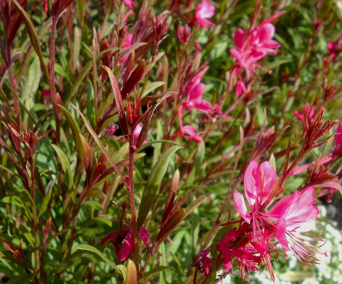 Изображение особи Gaura lindheimeri.