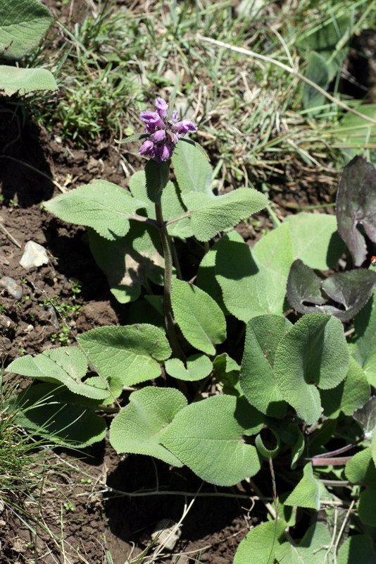 Image of Phlomoides oreophila specimen.