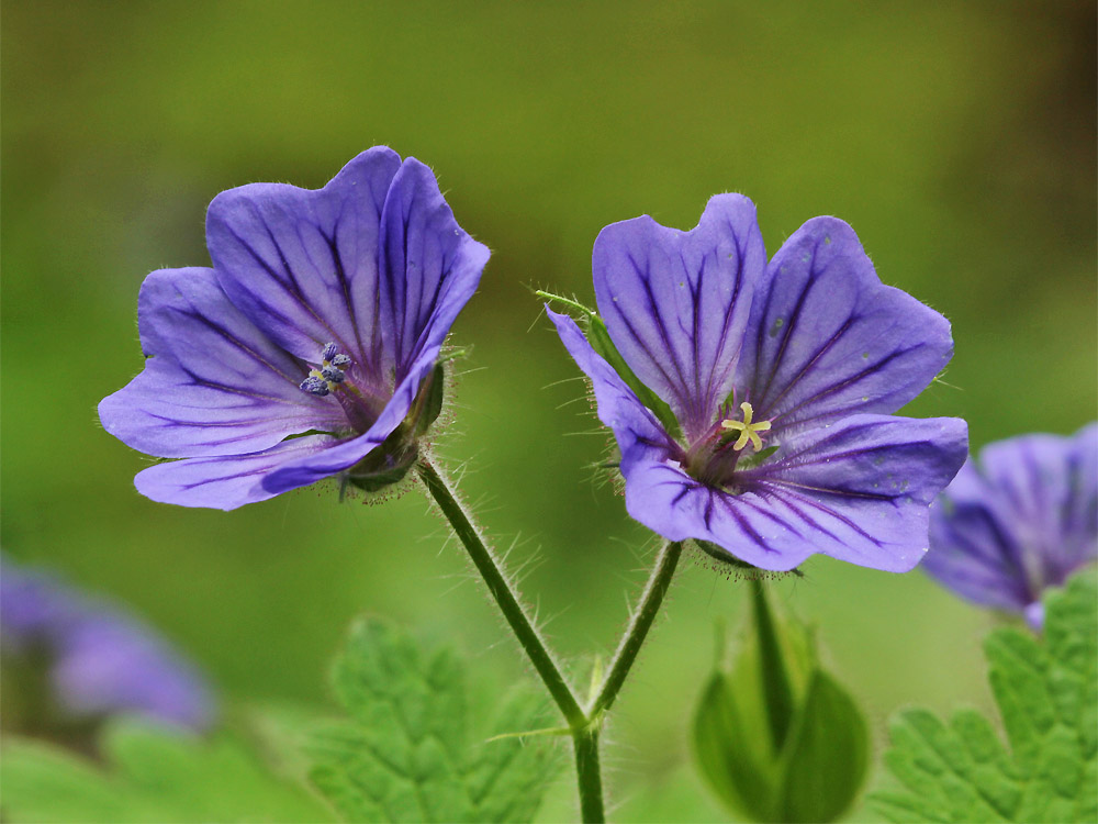 Изображение особи Geranium bohemicum.