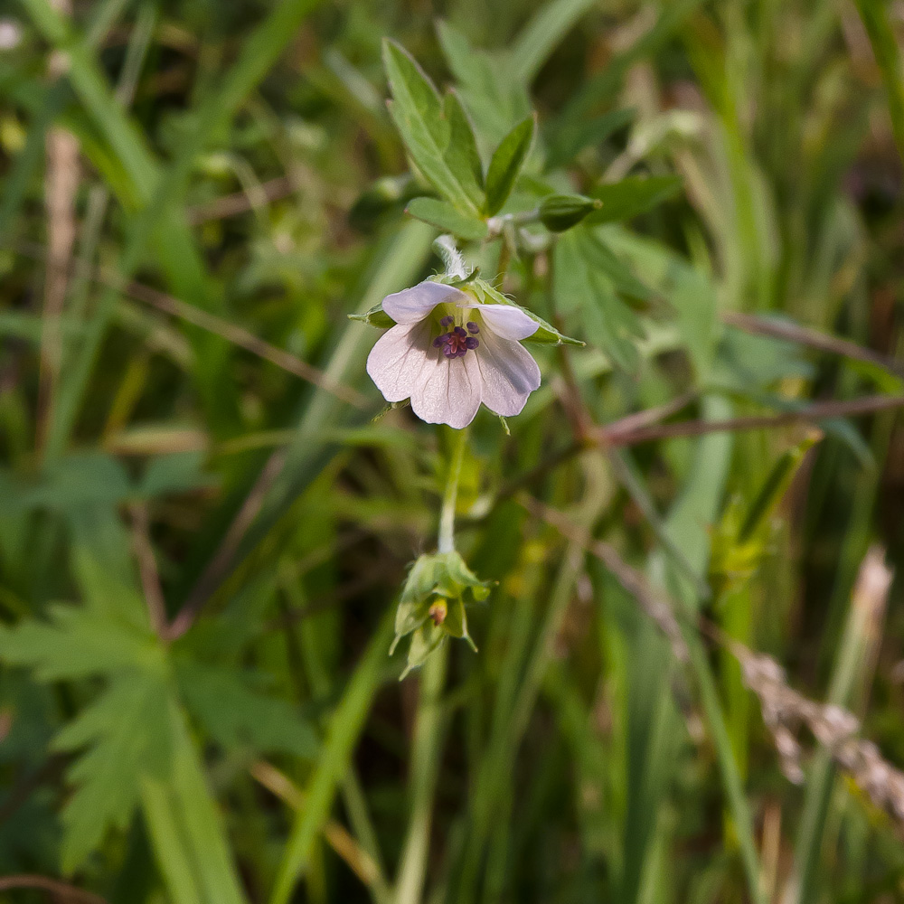 Image of Geranium sibiricum specimen.