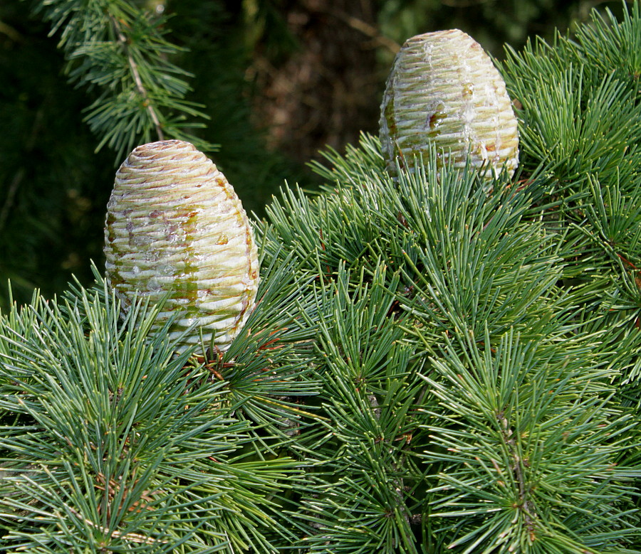 Image of Cedrus deodara specimen.