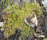 Pulsatilla turczaninovii