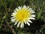 Taraxacum pseudoroseum