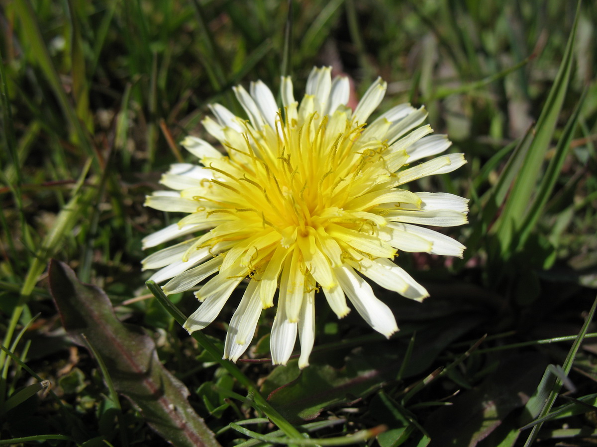 Изображение особи Taraxacum pseudoroseum.