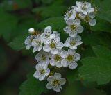 genus Crataegus. Цветки. Московская обл., Раменский р-н, окр. ж.-д. платформы Хрипань, смешанный лес у ЛЭП. 24.05.2014.