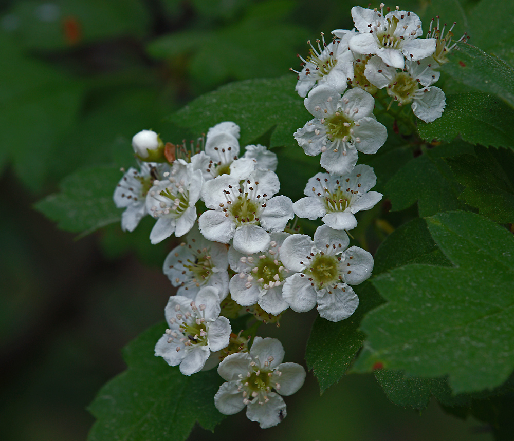 Изображение особи род Crataegus.