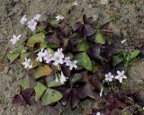 Oxalis triangularis. Цветущее растение. Германия, г. Крефельд, Ботанический сад. 06.09.2014.